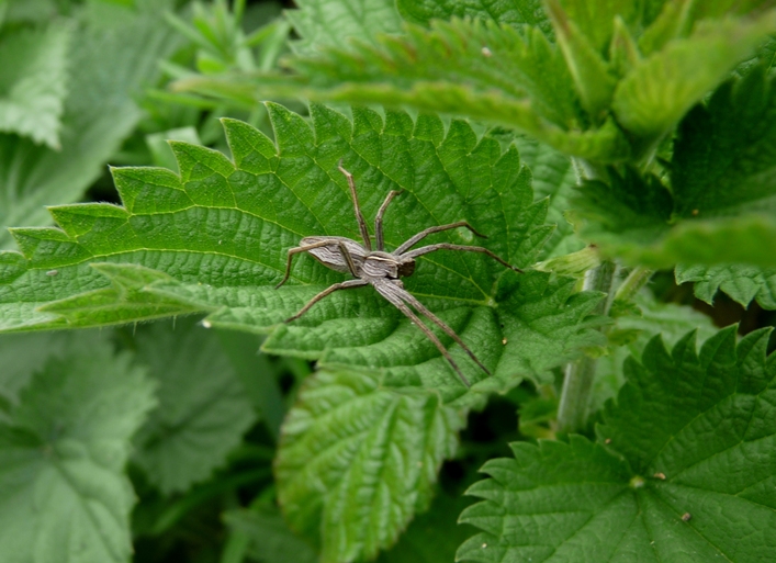 Oxyopes sp.
